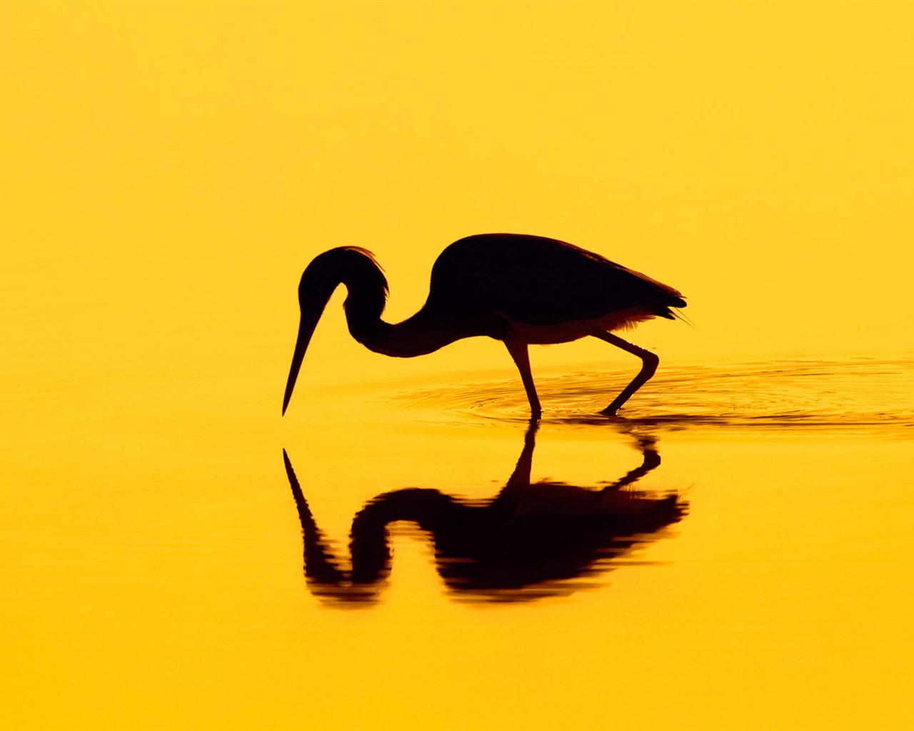 Listopadu 2016 Bing téma HD tapety na plochu (1) #31 - 1280x1024