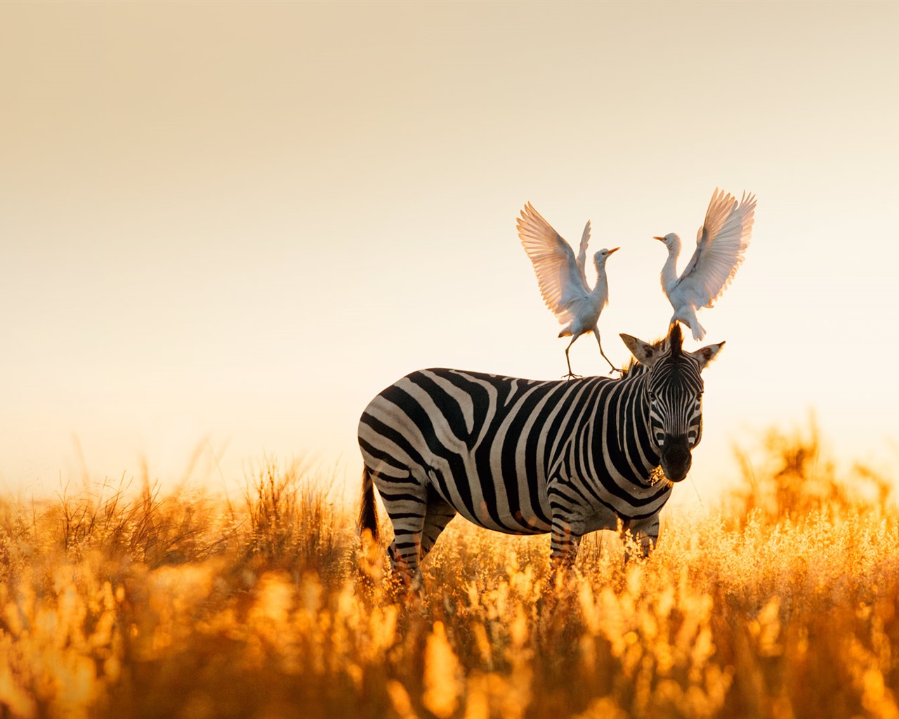 Listopadu 2016 Bing téma HD tapety na plochu (1) #39 - 1280x1024