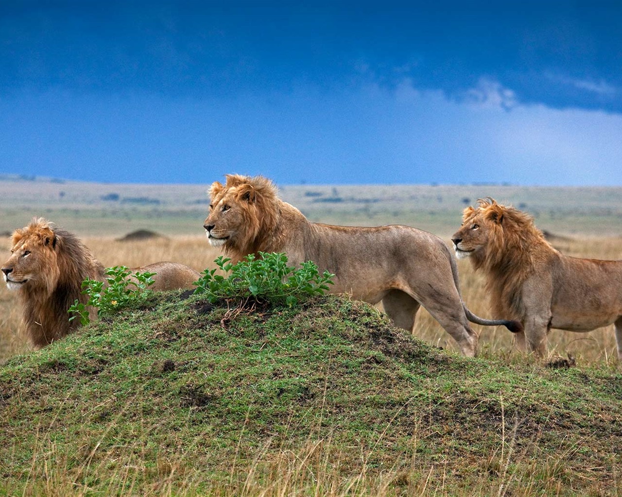 Novembre 2016 Bing thème HD fonds d'écran (1) #40 - 1280x1024