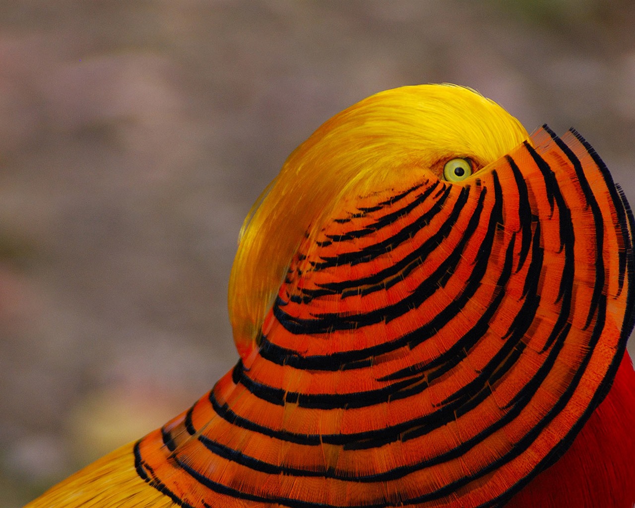 Enero de 2017 Bing tema de la alta definición de fondo de pantalla (2) #19 - 1280x1024