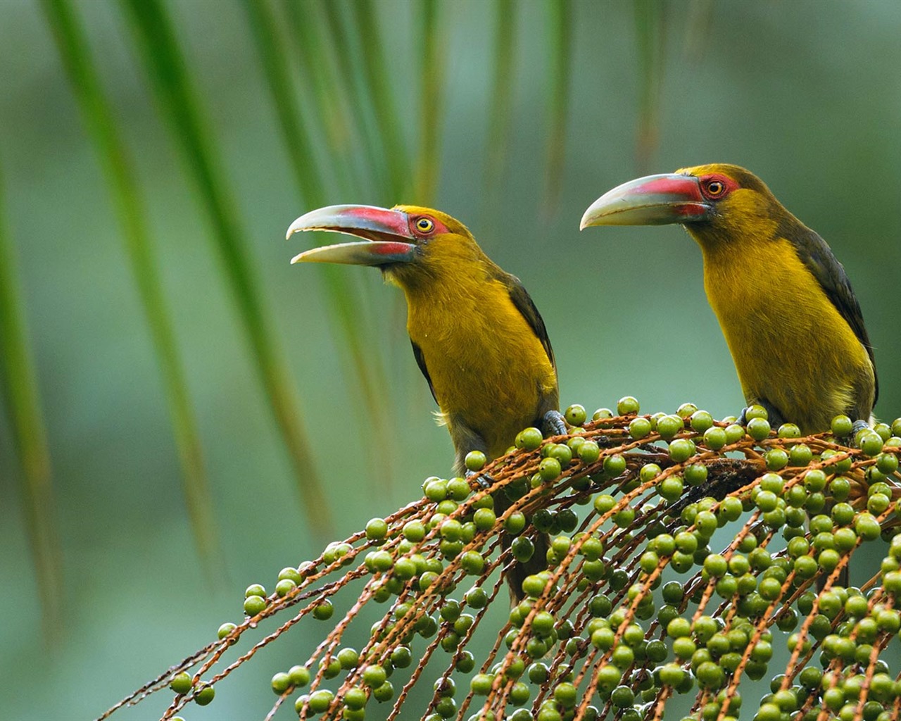 Febrero 2017 Bing tema de alta definición fondos de pantalla (1) #28 - 1280x1024