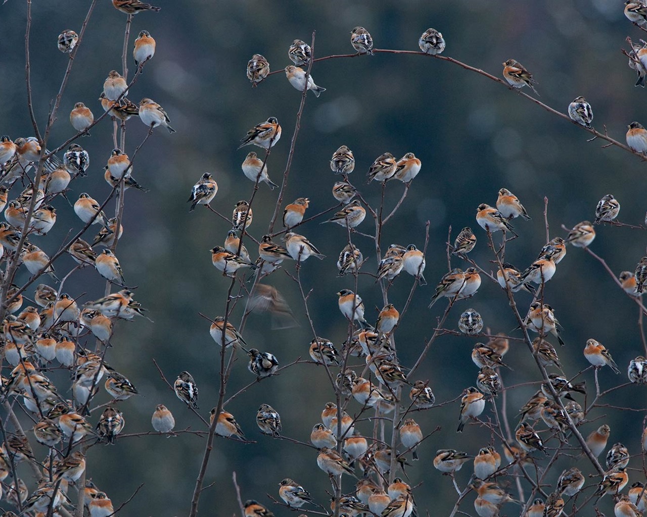 Febrero 2017 Bing tema de alta definición fondos de pantalla (2) #29 - 1280x1024