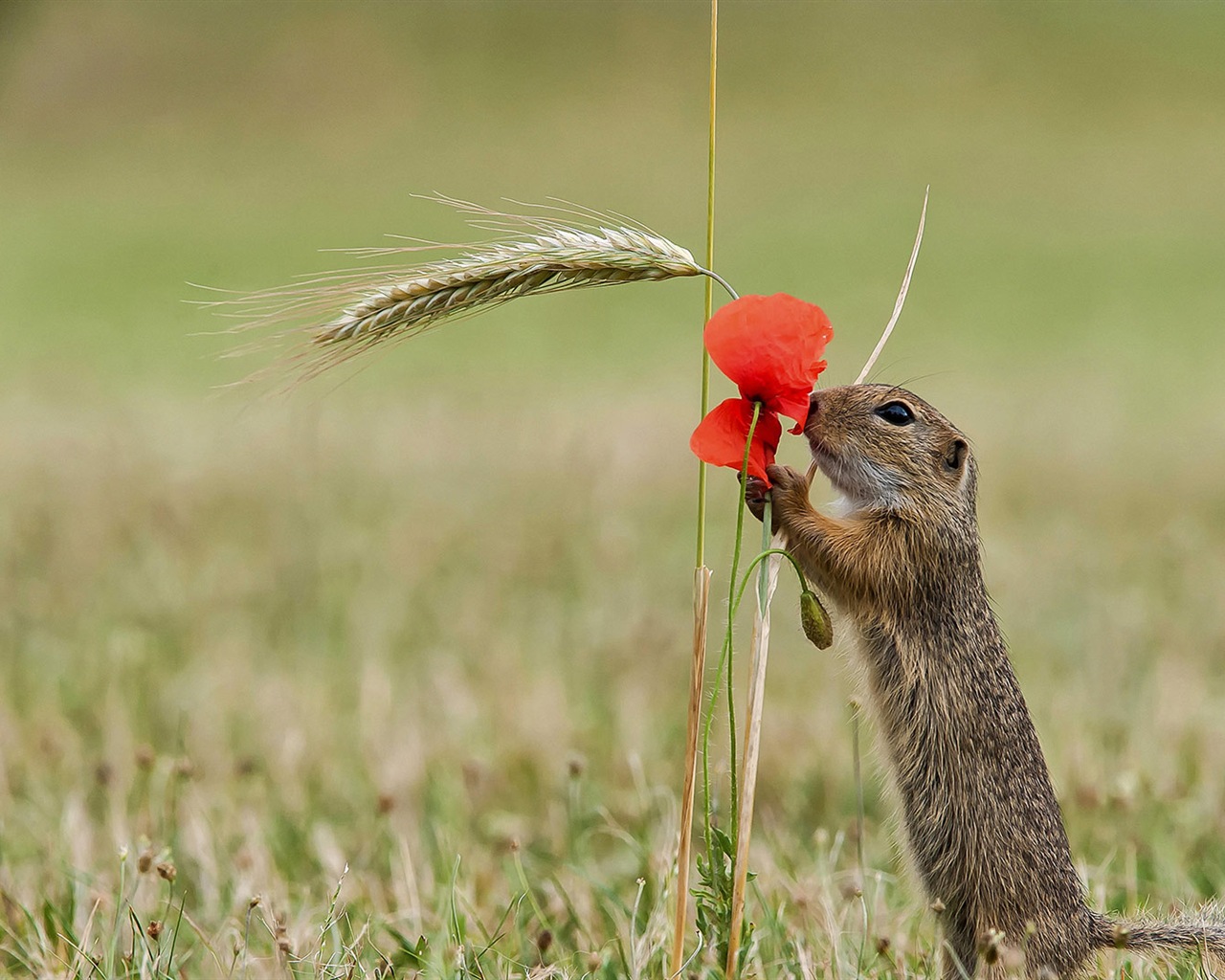 March 2017 Bing theme of high-definition wallpaper (1) #40 - 1280x1024