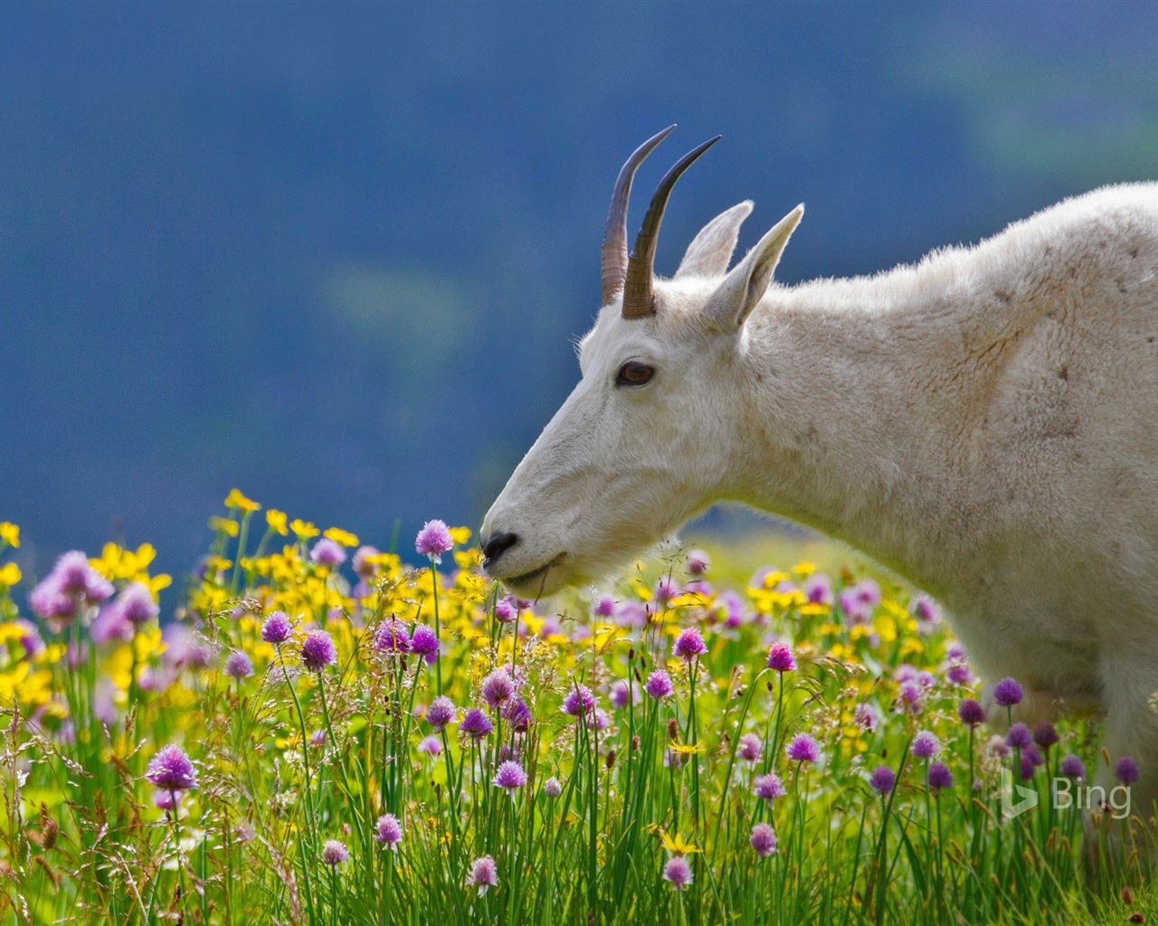 Mayo de 2017 Tema de Bing de fondo de pantalla de alta definición #12 - 1280x1024