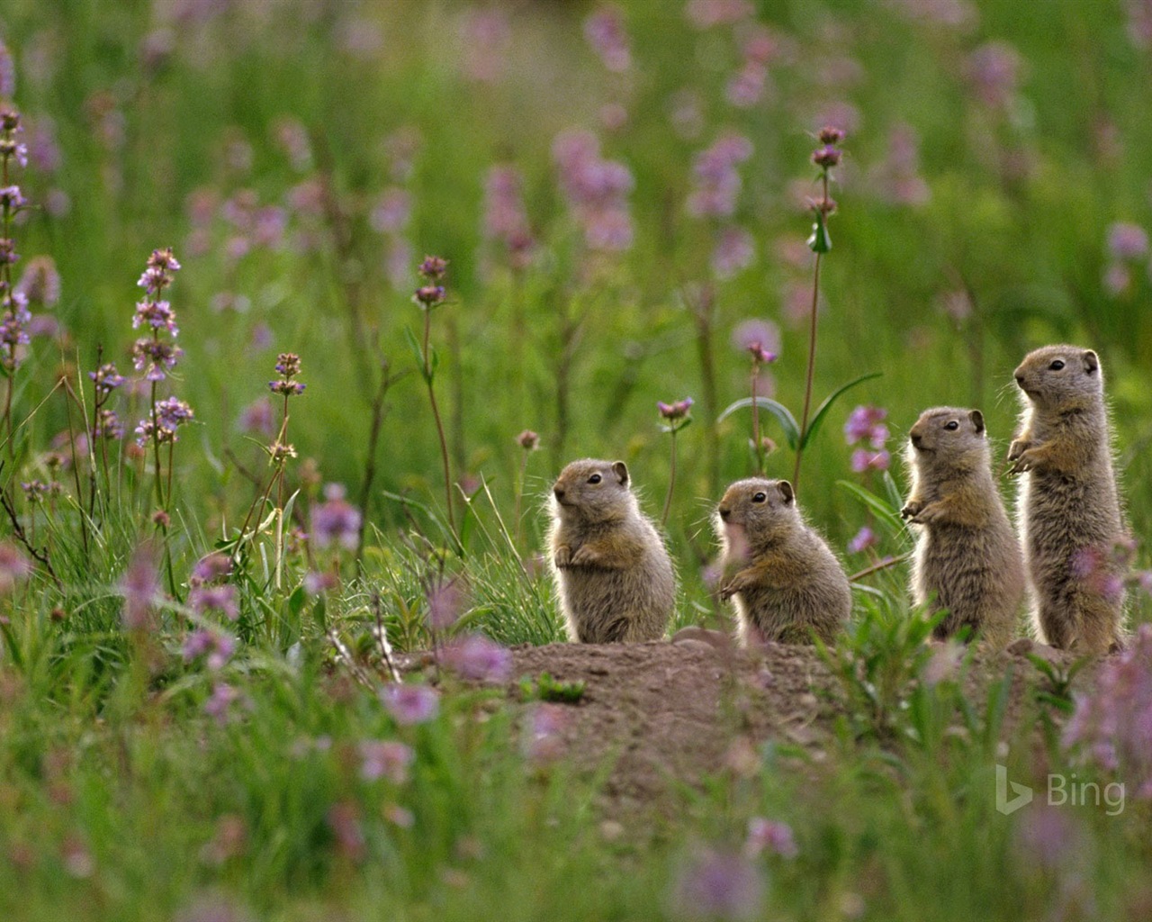 Mai 2017 Bing Thema der hochauflösenden Hintergrundbild #18 - 1280x1024