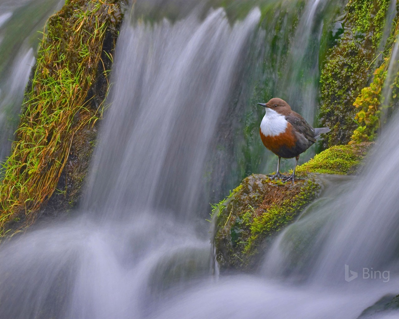 Mai 2017 Bing Thema der hochauflösenden Hintergrundbild #24 - 1280x1024