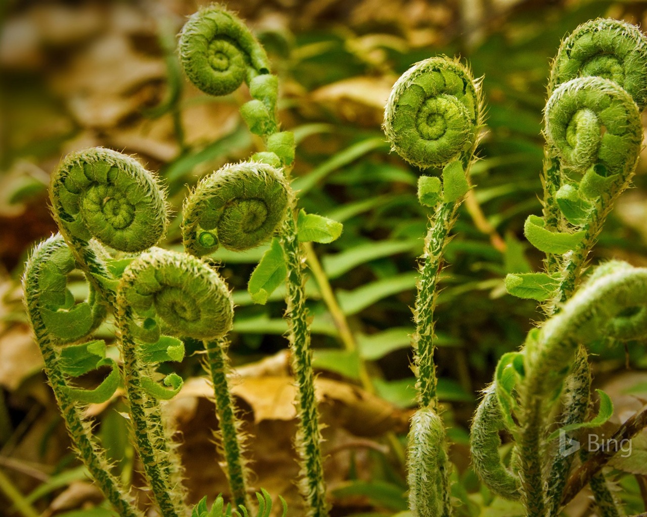 Mai 2017 Bing Thema der hochauflösenden Hintergrundbild #26 - 1280x1024