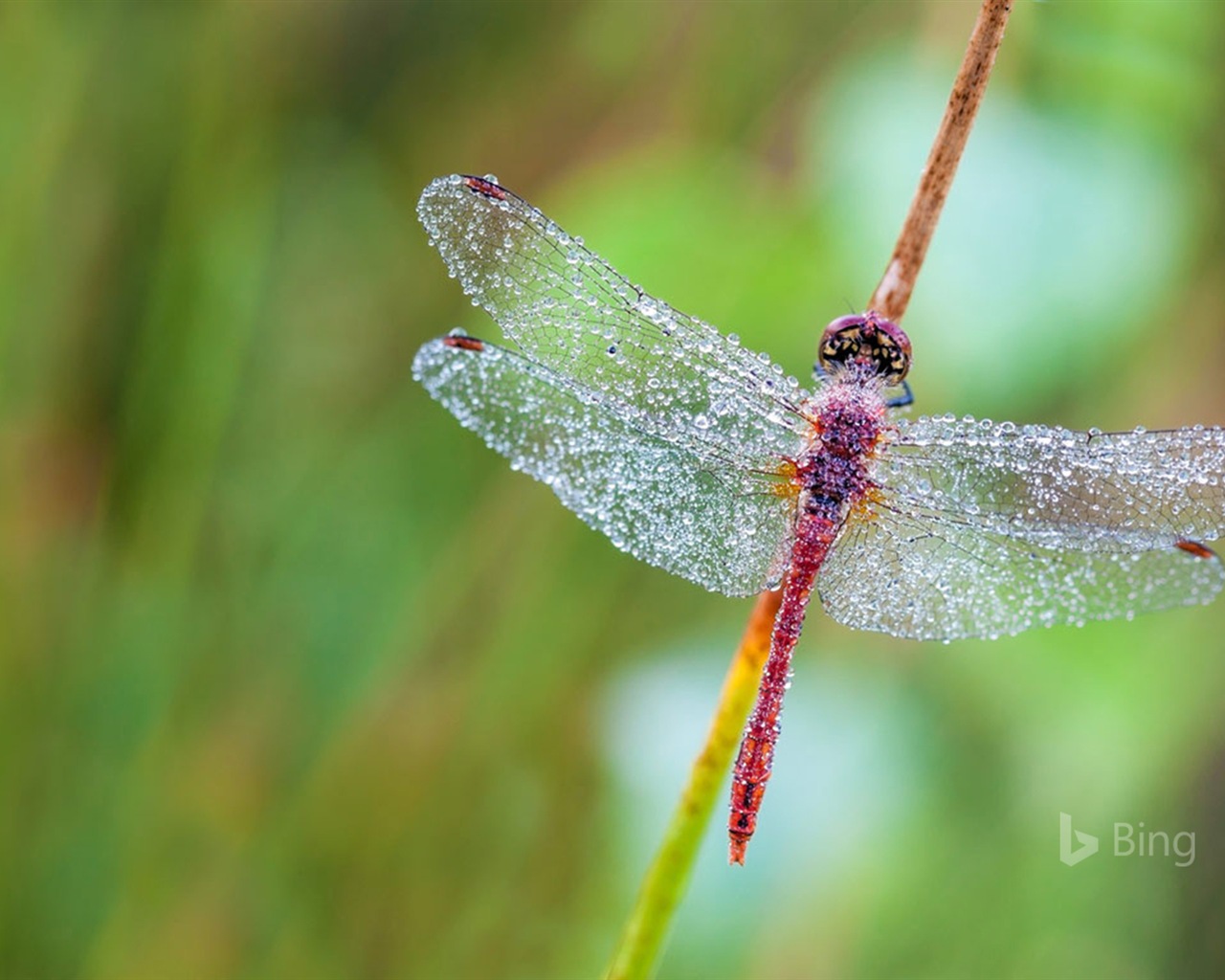 Juni 2017 Bing Thema von High-Definition-Hintergrundbild #16 - 1280x1024