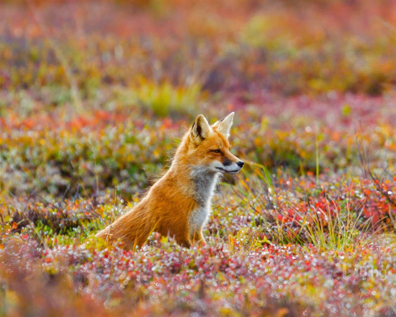 Junio de 2017 Tema de Bing de fondo de pantalla de alta definición #22 - 1280x1024