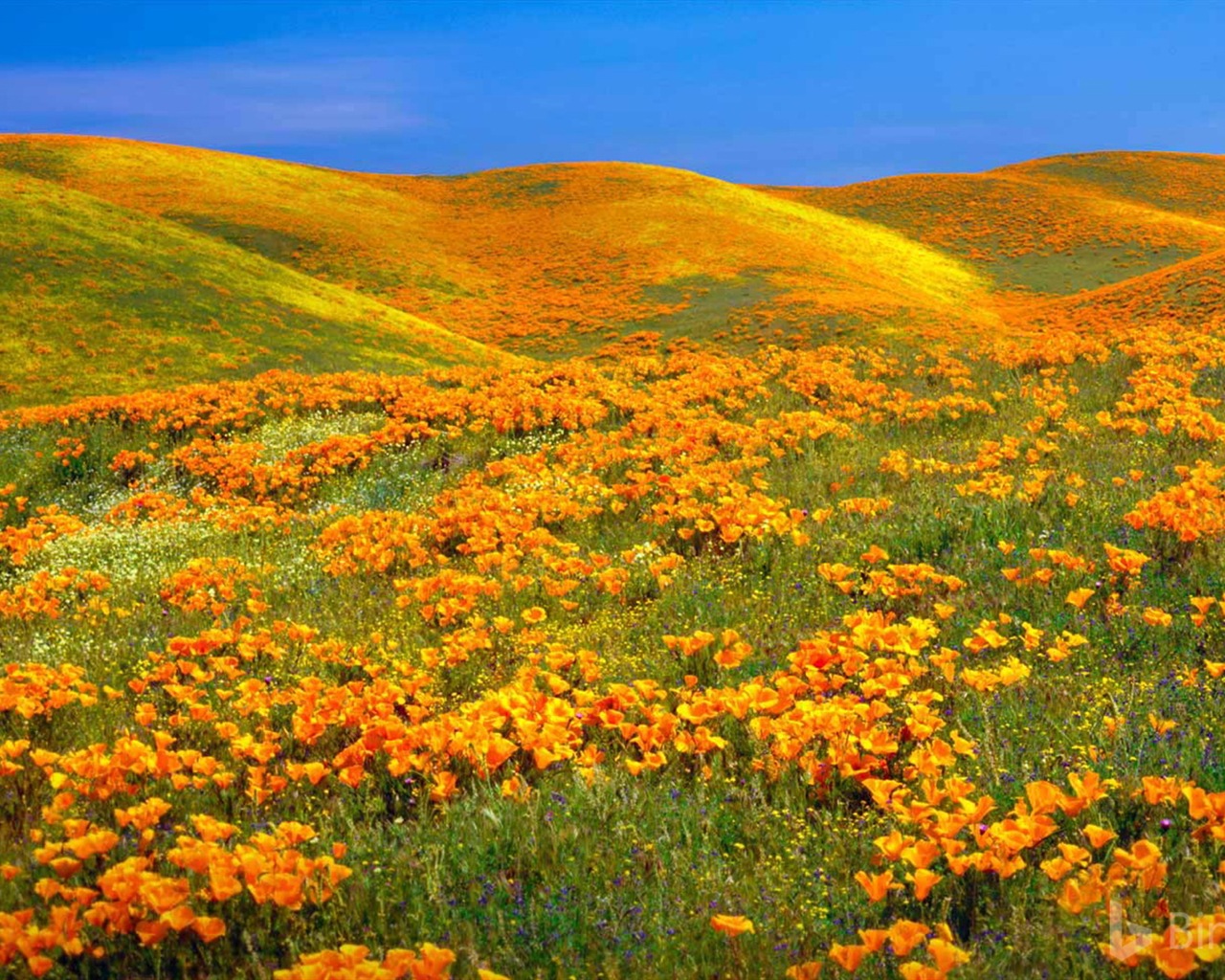 Julio de 2017 tema de Bing de fondo de pantalla de alta definición #21 - 1280x1024