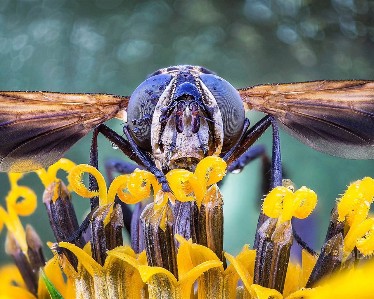 Juillet 2017 Thème Bing de fond d'écran haute définition #28 - 1280x1024