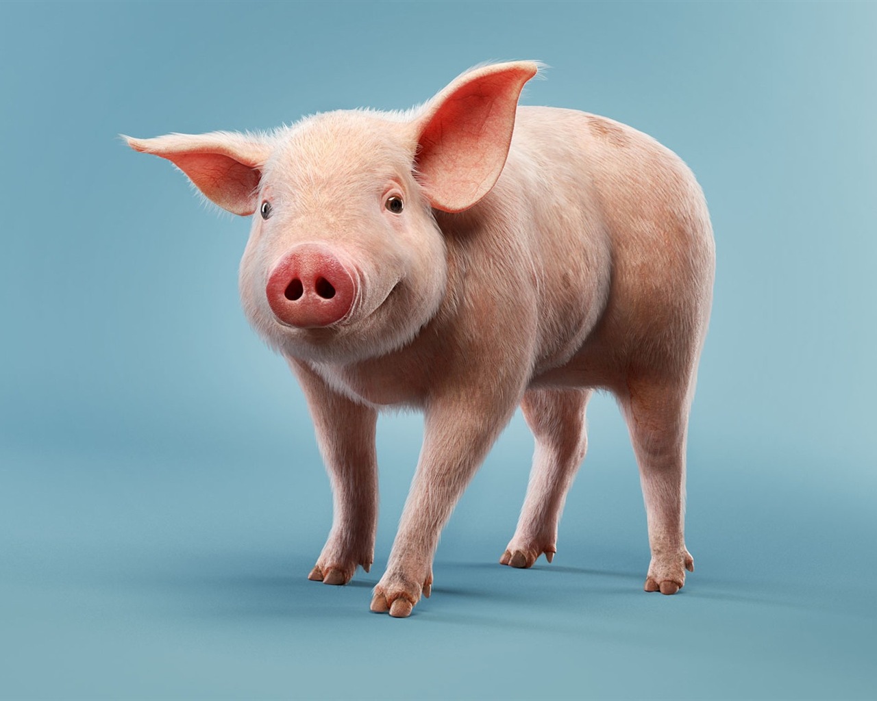 猪年关于猪的高清壁纸1 - 1280x1024