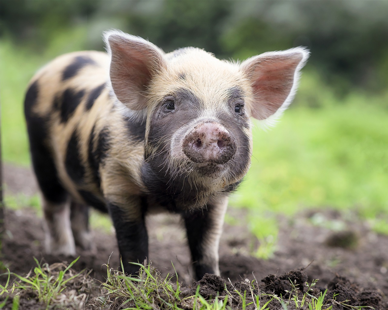 Schweinejahr über Schweine HD-Tapeten #8 - 1280x1024