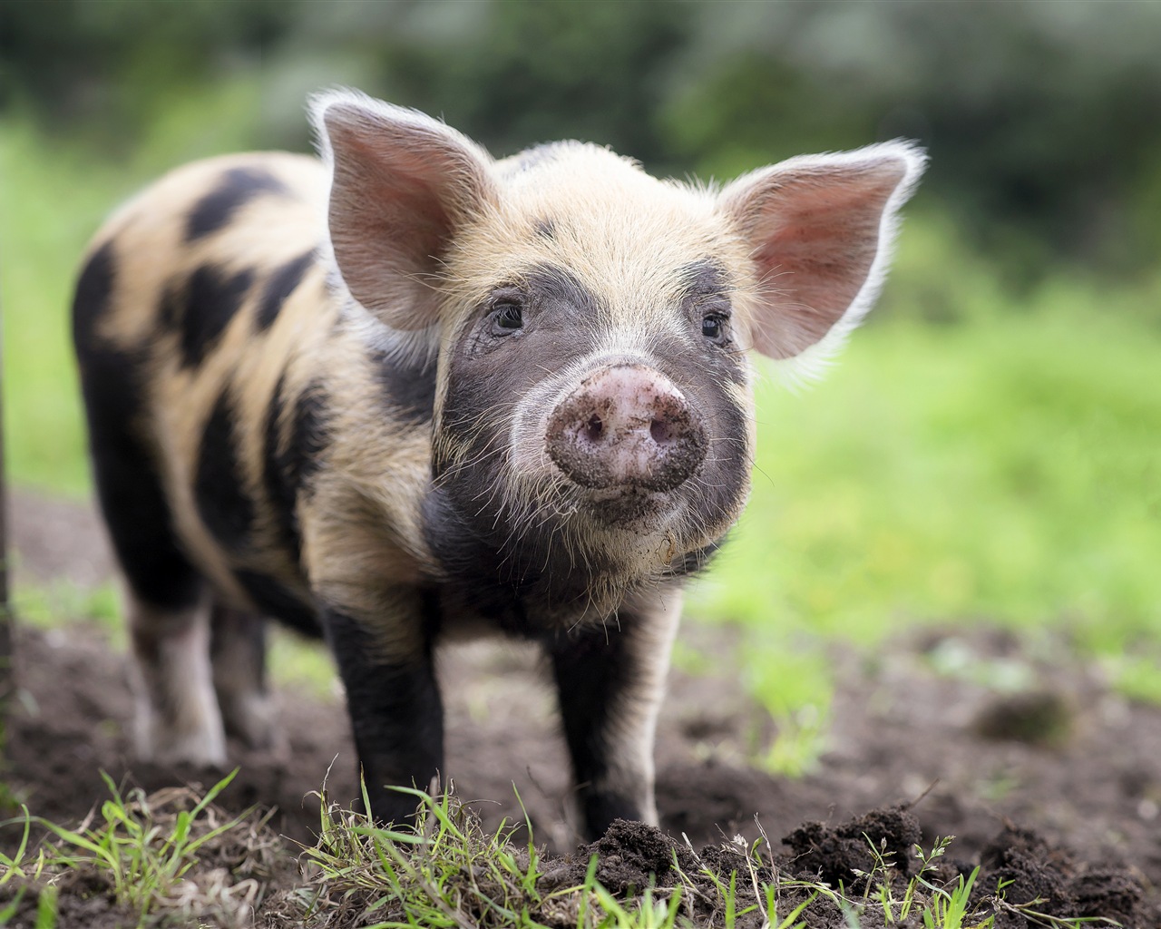 Pig Year about pigs HD wallpapers #8 - 1280x1024