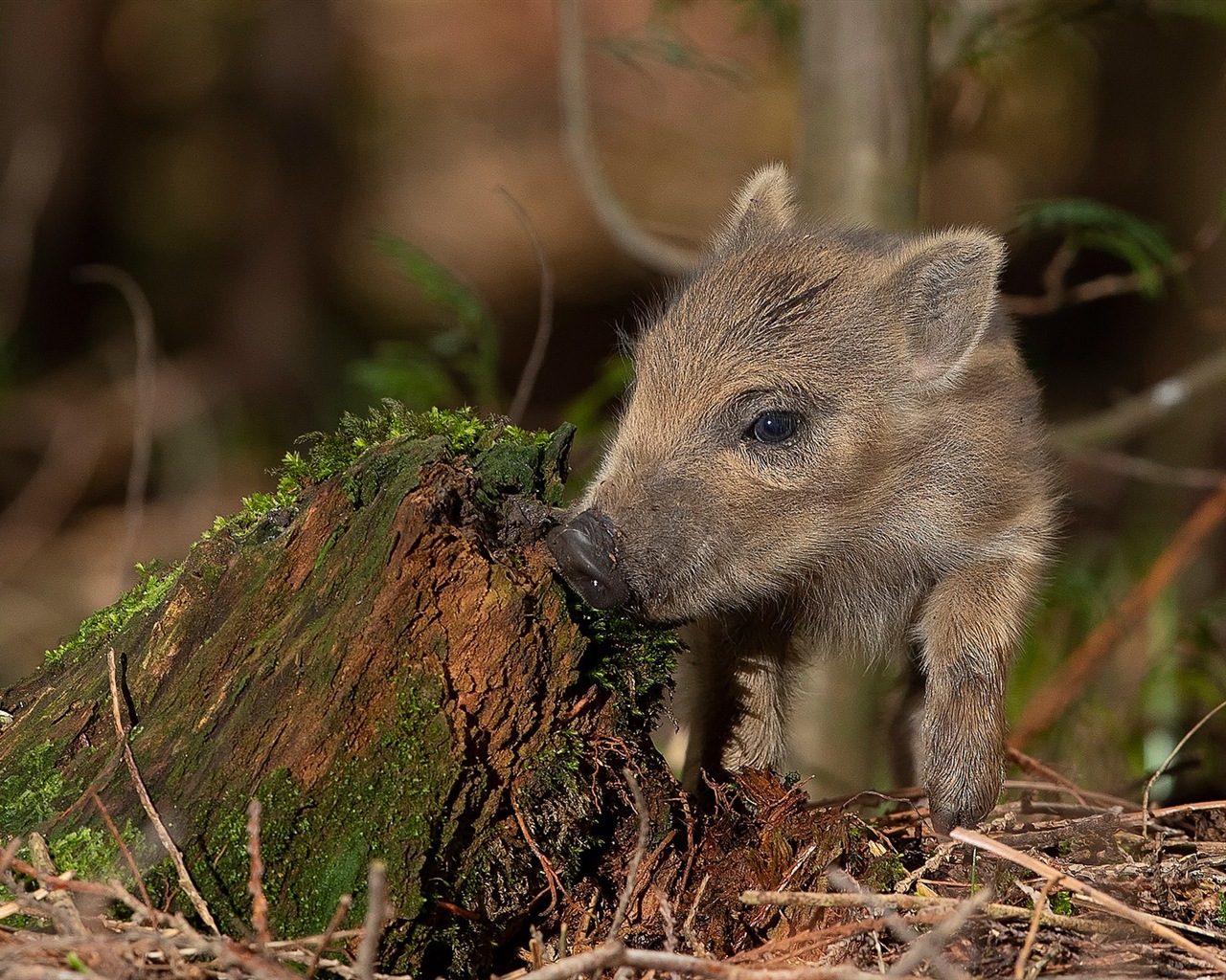 Schweinejahr über Schweine HD-Tapeten #10 - 1280x1024