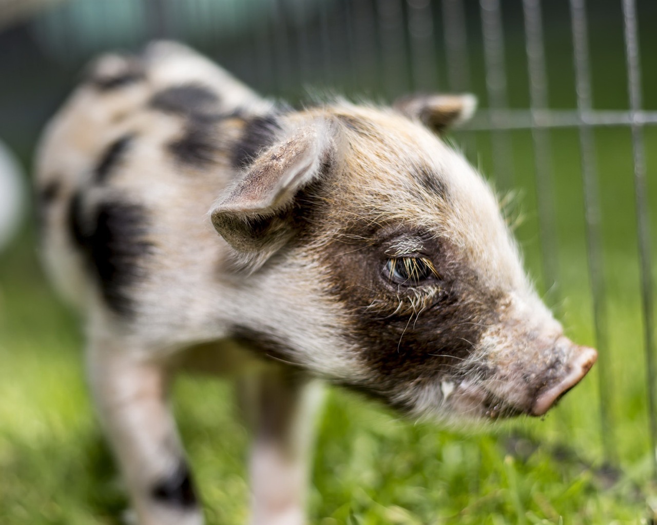Schweinejahr über Schweine HD-Tapeten #13 - 1280x1024