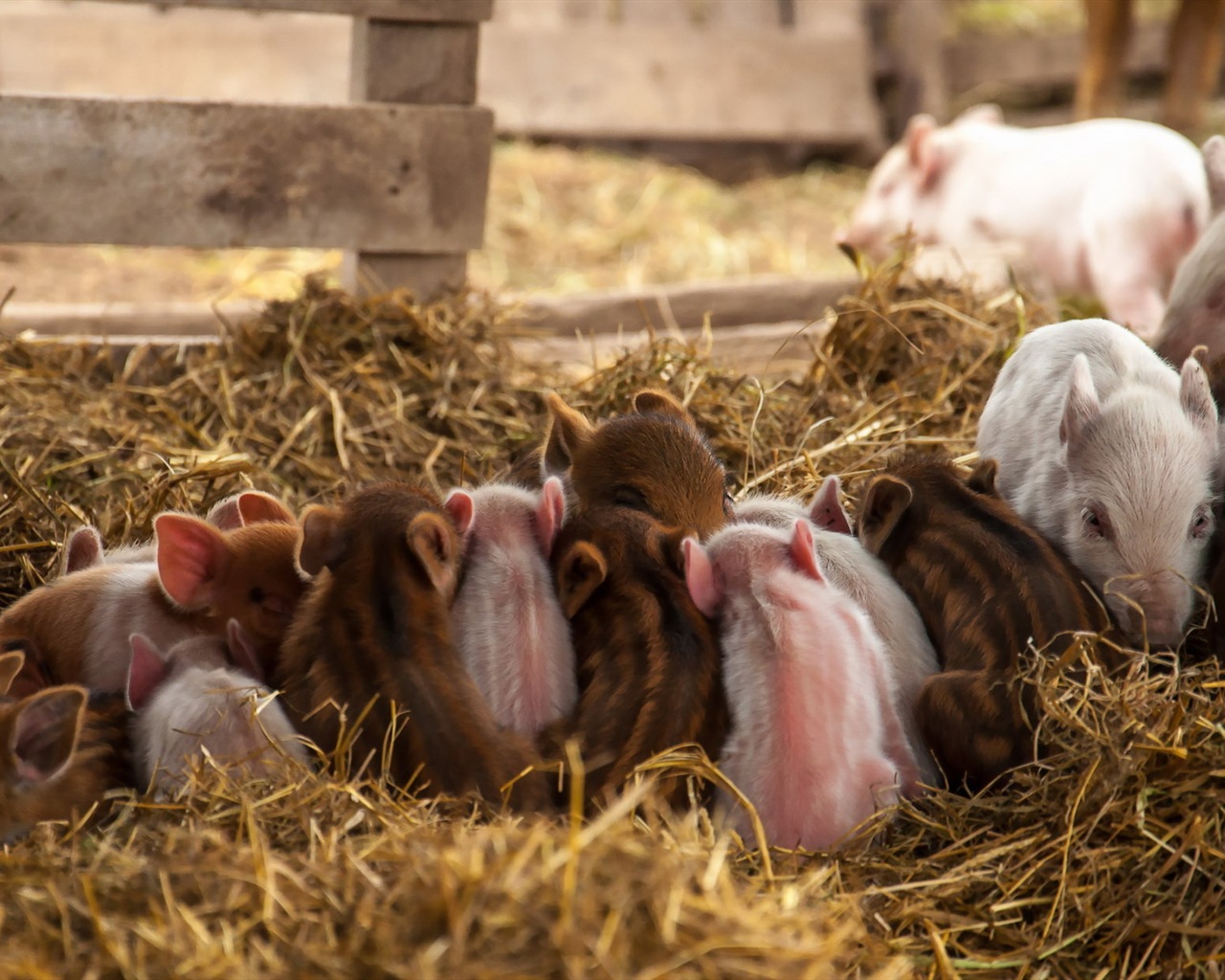 Schweinejahr über Schweine HD-Tapeten #17 - 1280x1024