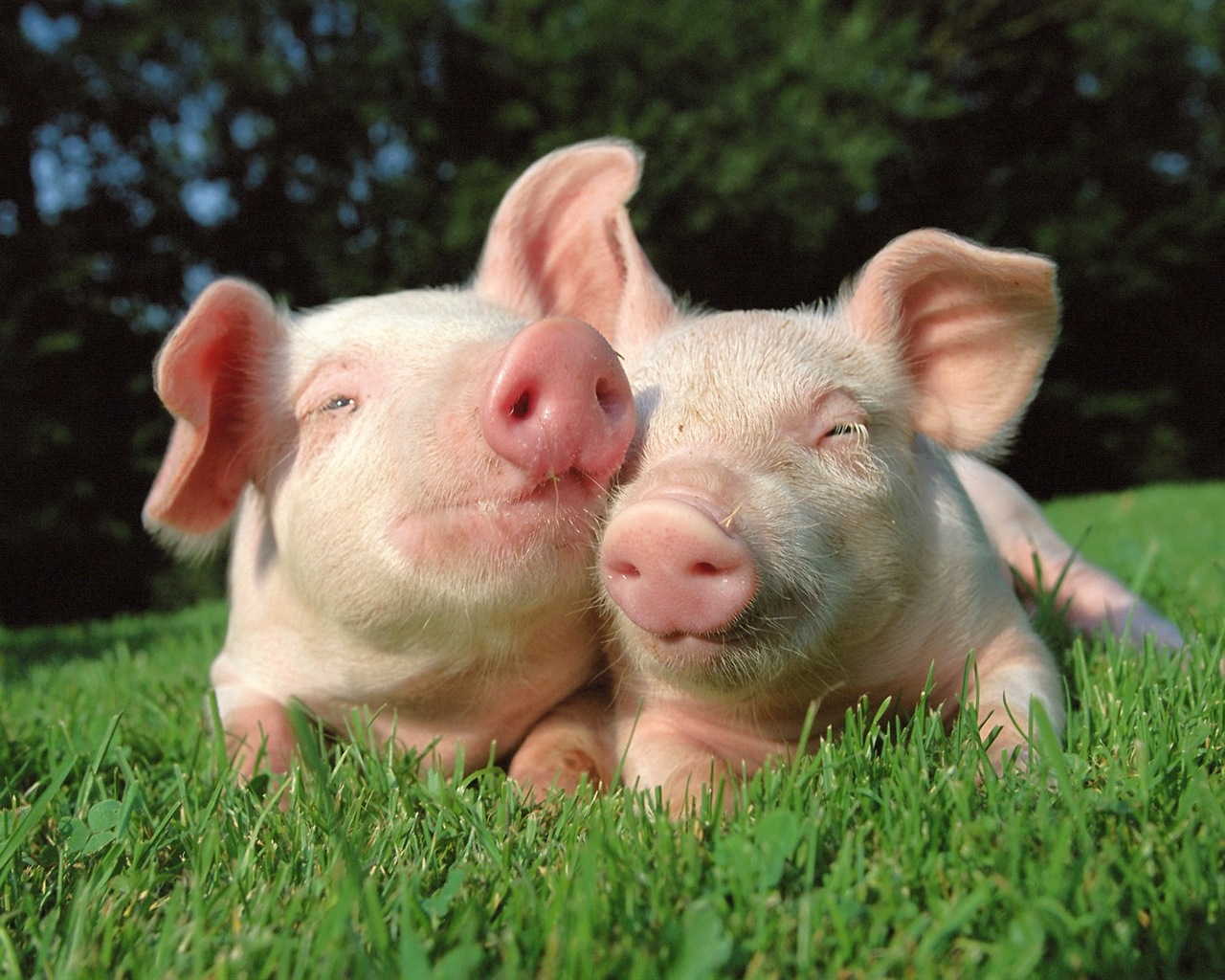 Свинья год о свиньи HD обои #19 - 1280x1024