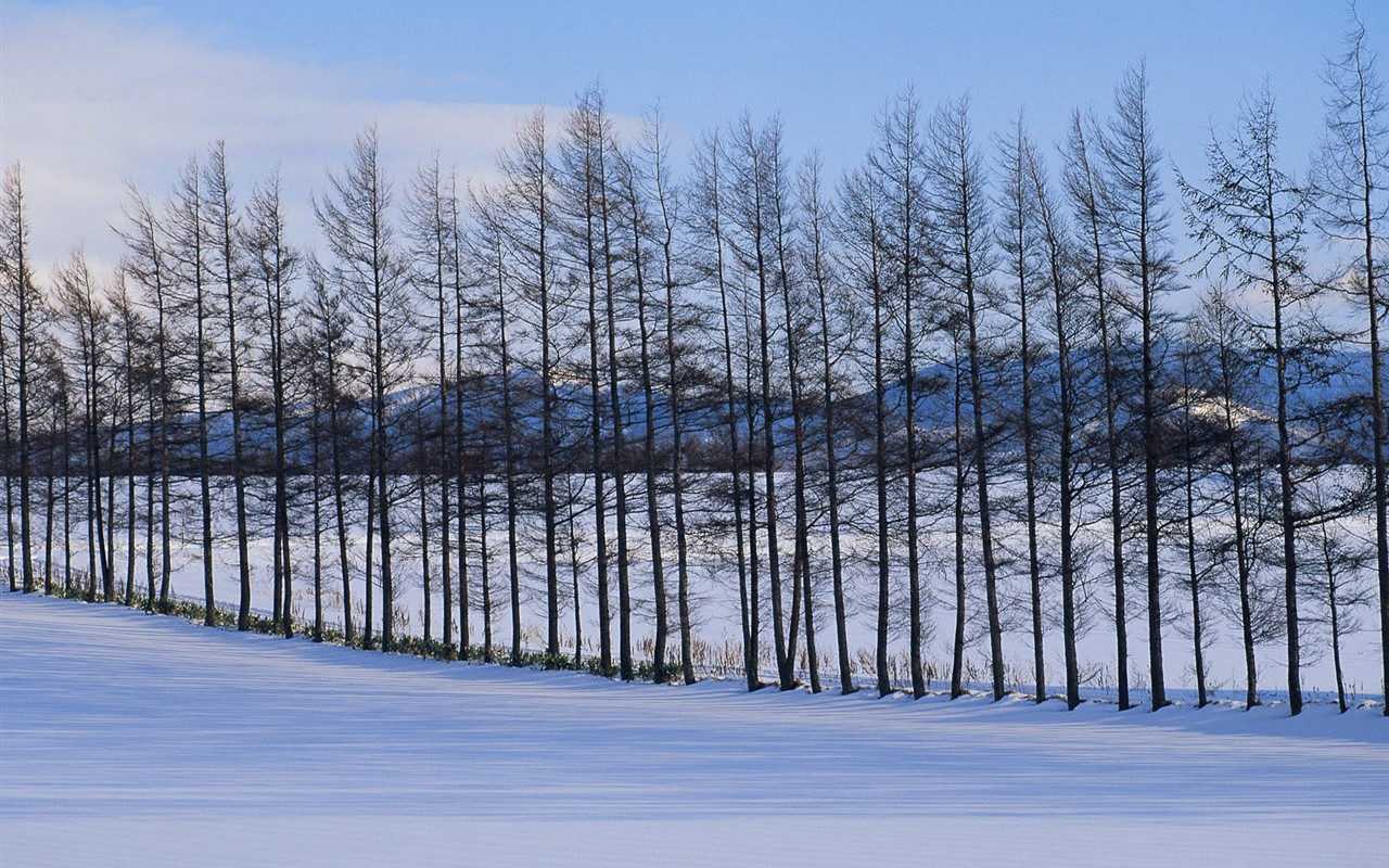 白雪森林(一) #1 - 1280x800