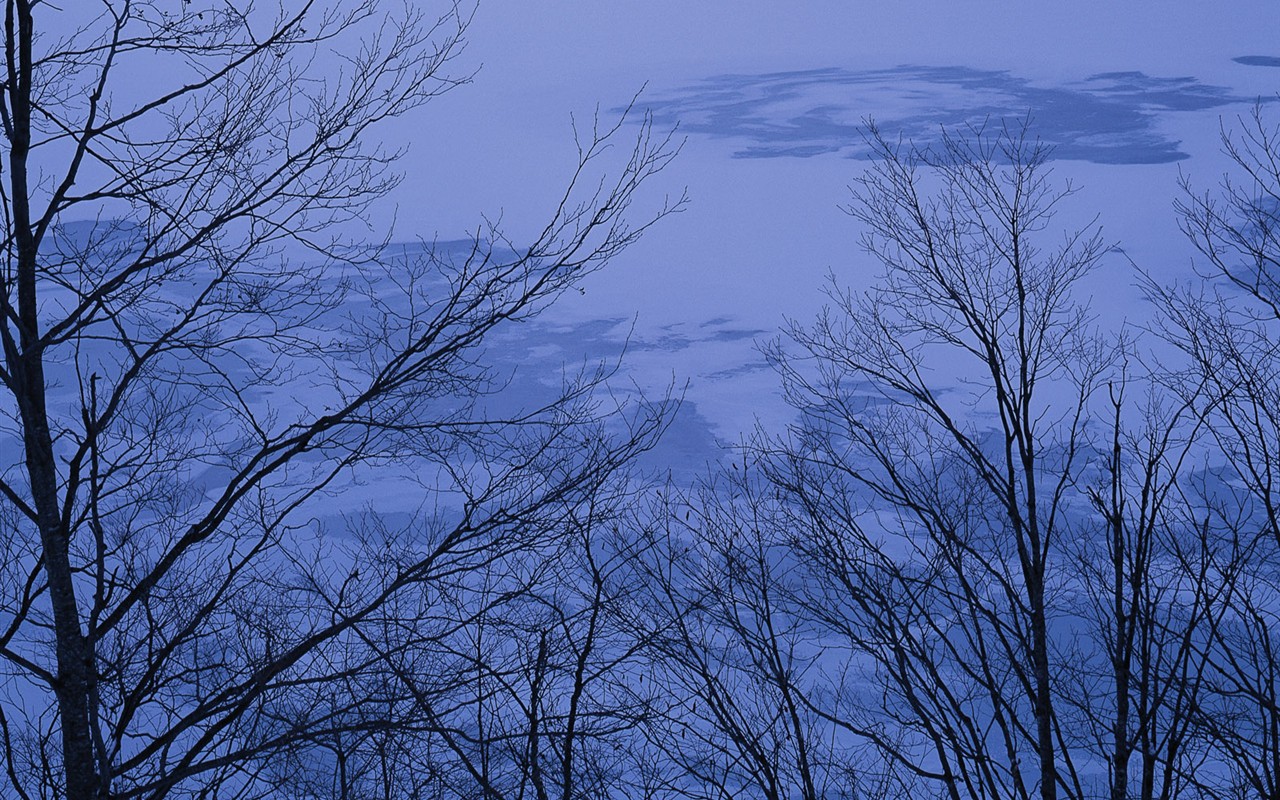 白雪森林(一) #6 - 1280x800