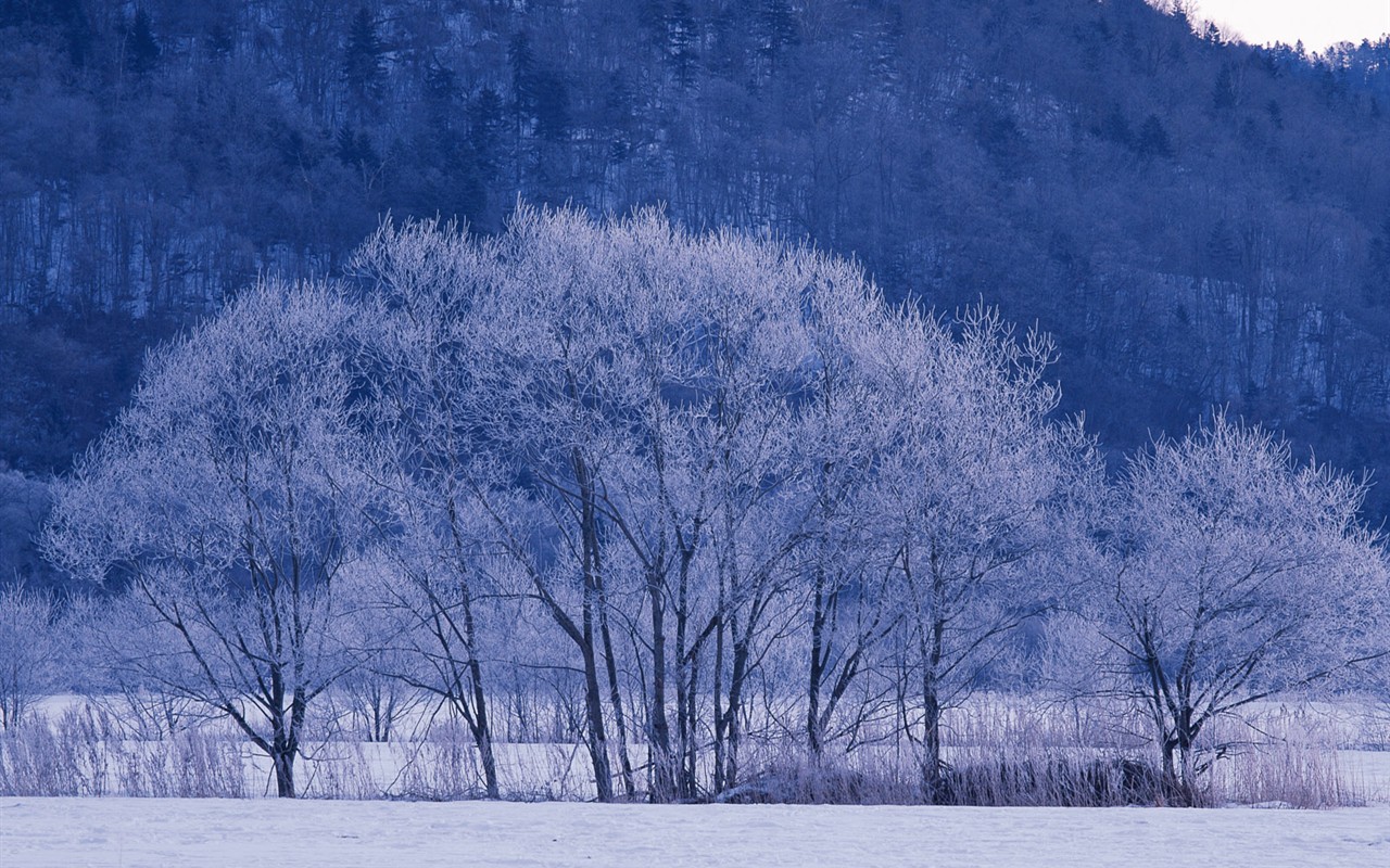 白雪森林(一) #8 - 1280x800