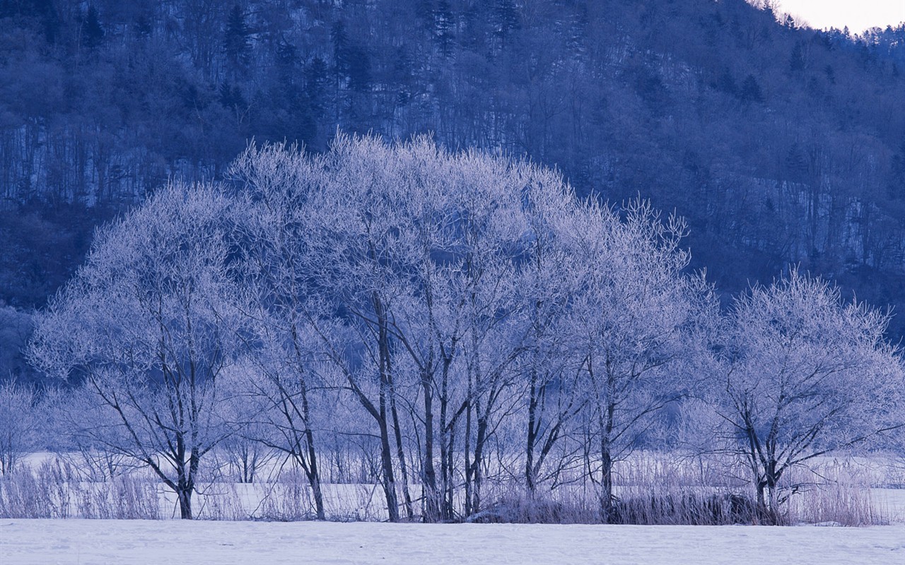 白雪森林(一)8 - 1280x800