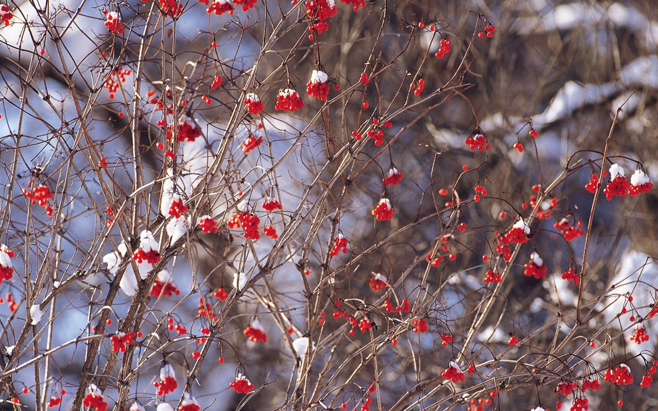 白雪森林(一)11 - 1280x800