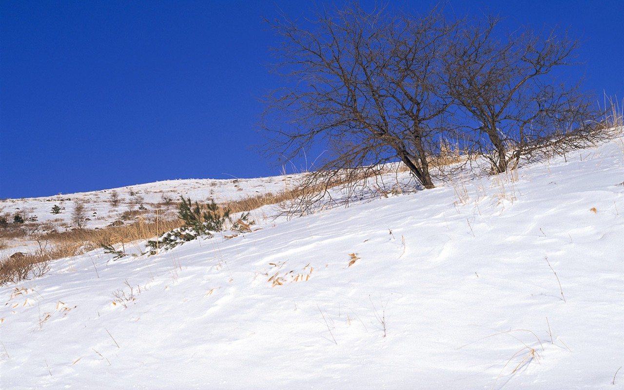 白雪森林(一) #15 - 1280x800