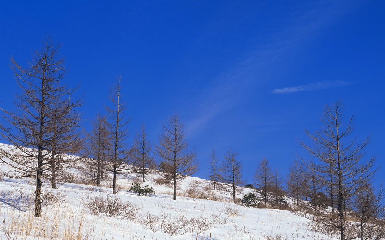 雪の林の壁紙(1) #16 - 1280x800