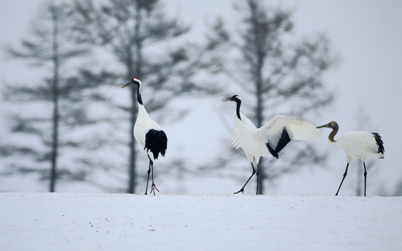 白雪森林(一)18 - 1280x800