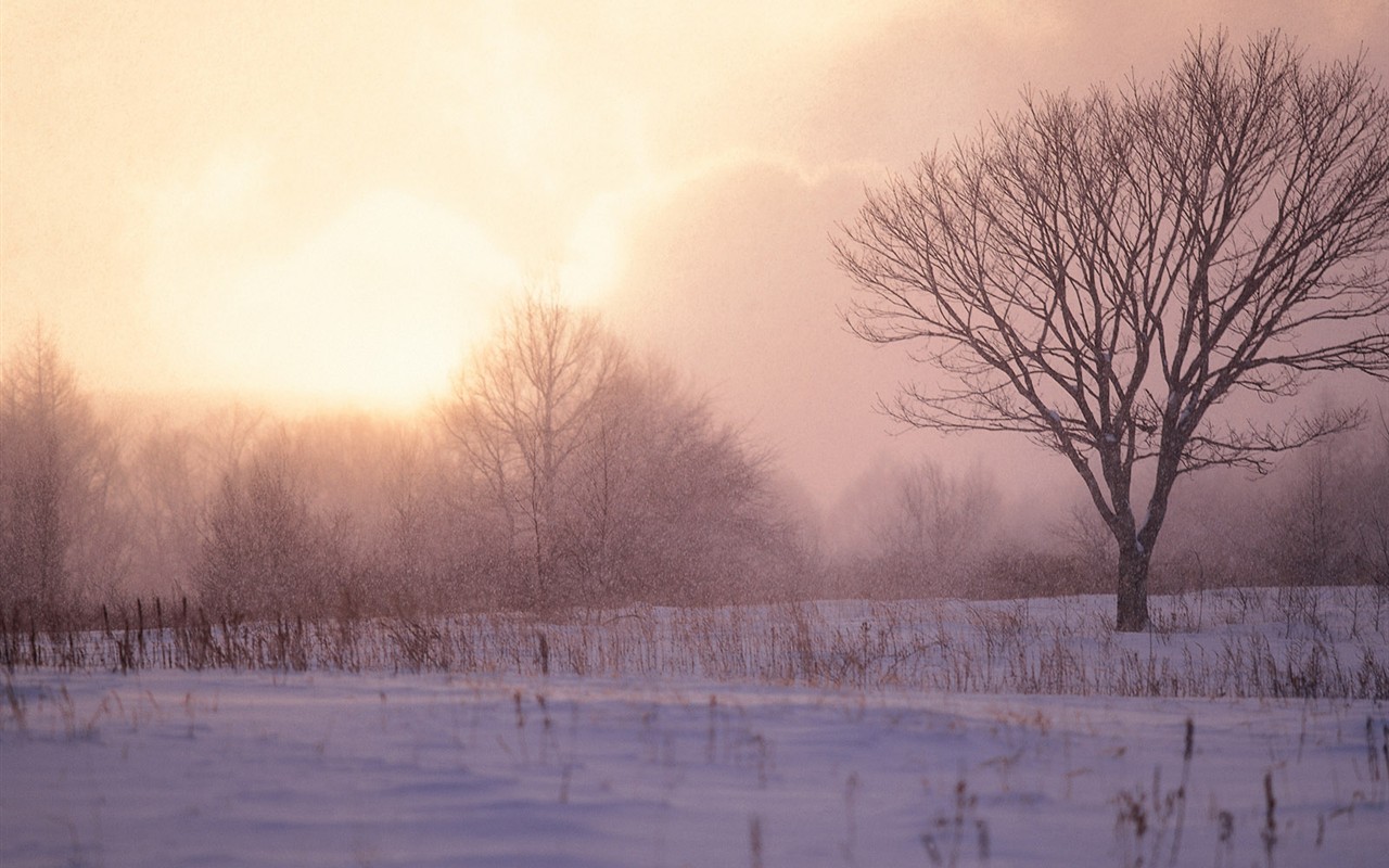 白雪森林(一) #20 - 1280x800