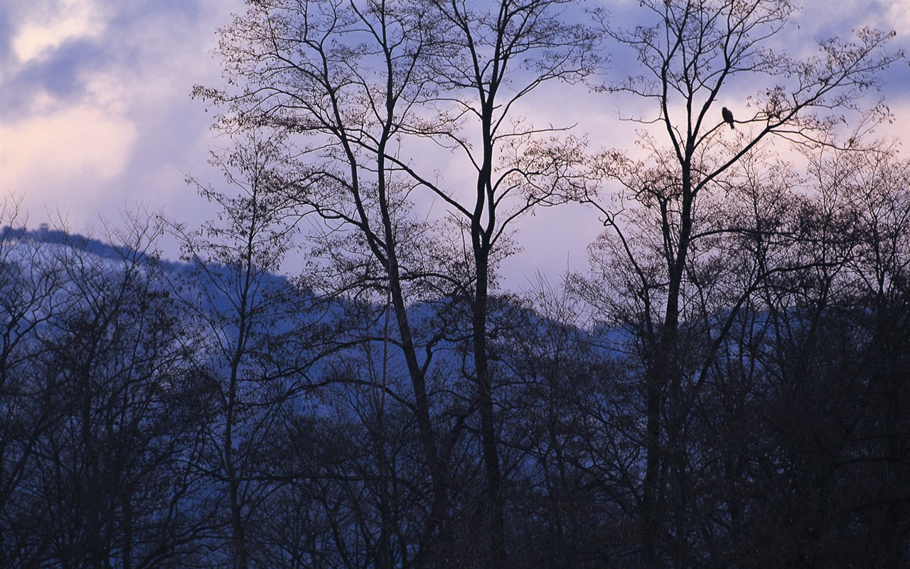 白雪森林(二)1 - 1280x800