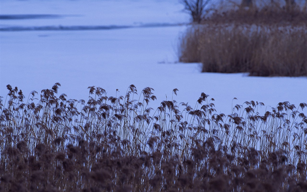 Snow forest wallpaper (2) #3 - 1280x800