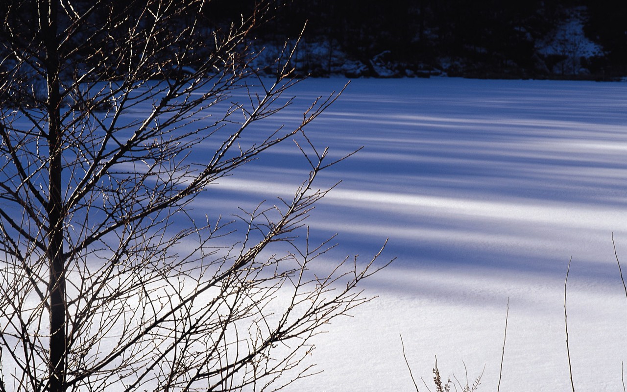 Nieve fondos de escritorio de los bosques (2) #4 - 1280x800