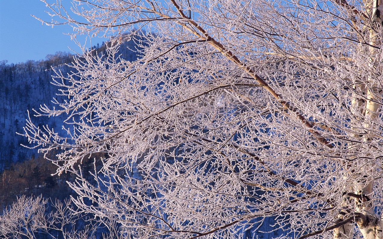 雪の林の壁紙(2) #5 - 1280x800