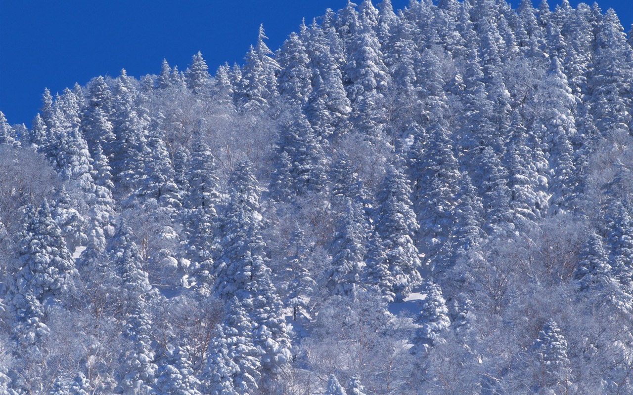 Nieve fondos de escritorio de los bosques (2) #6 - 1280x800