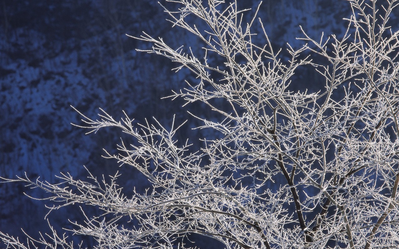 雪の林の壁紙(2) #9 - 1280x800