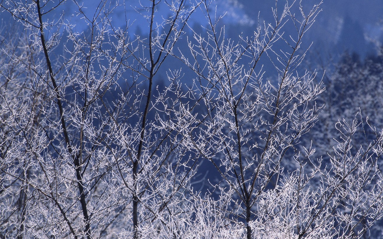 Nieve fondos de escritorio de los bosques (2) #10 - 1280x800