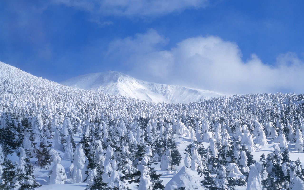 Nieve fondos de escritorio de los bosques (2) #14 - 1280x800