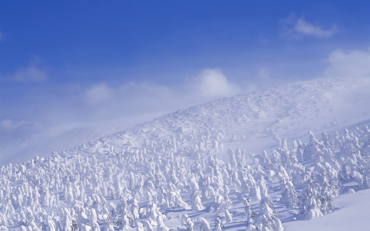 Nieve fondos de escritorio de los bosques (2) #16 - 1280x800