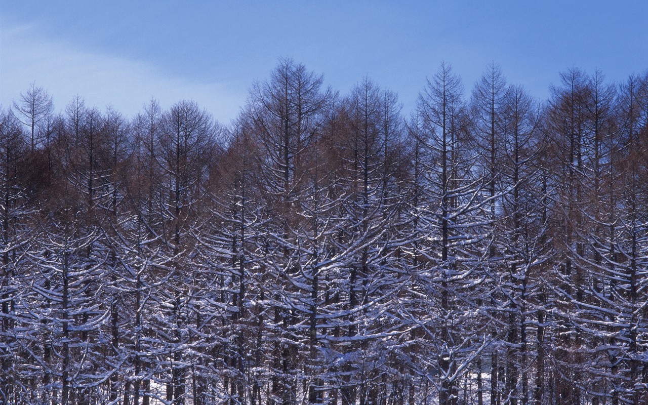 Nieve fondos de escritorio de los bosques (2) #17 - 1280x800