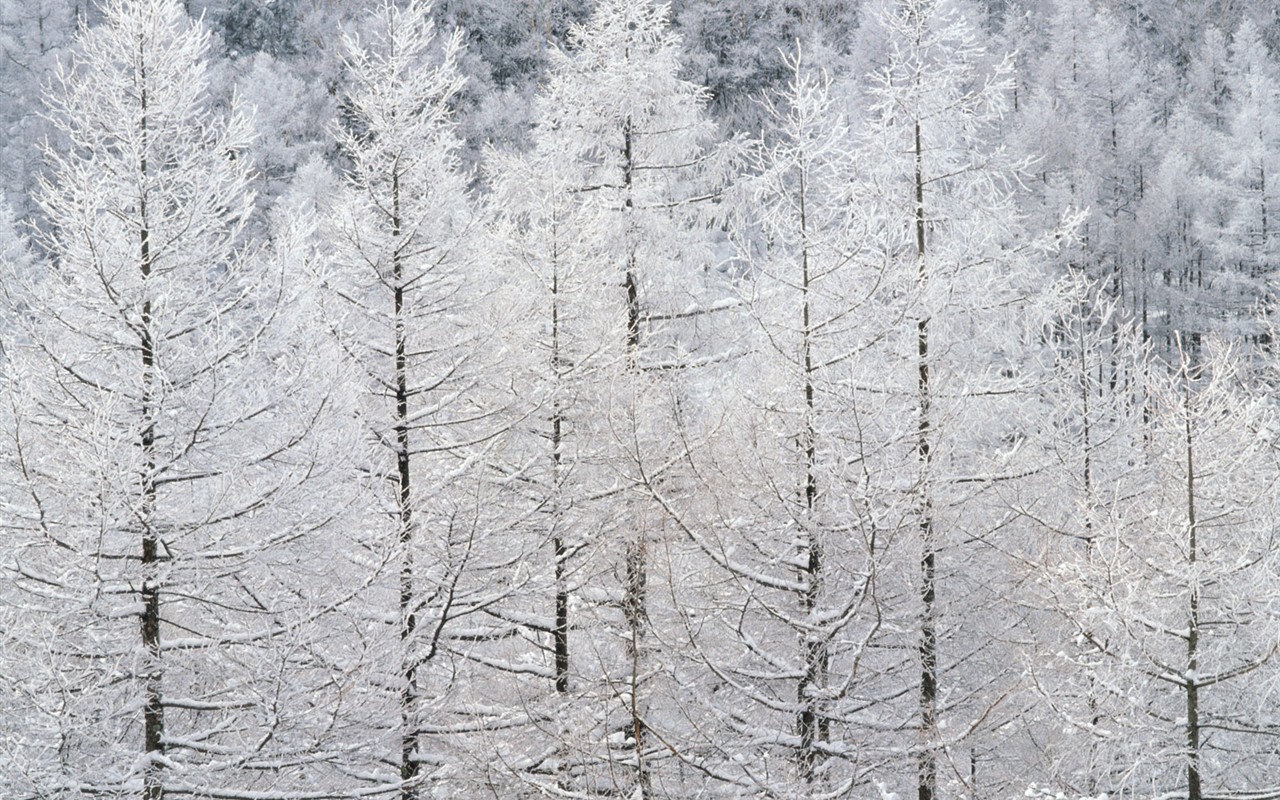 Nieve fondos de escritorio de los bosques (2) #19 - 1280x800