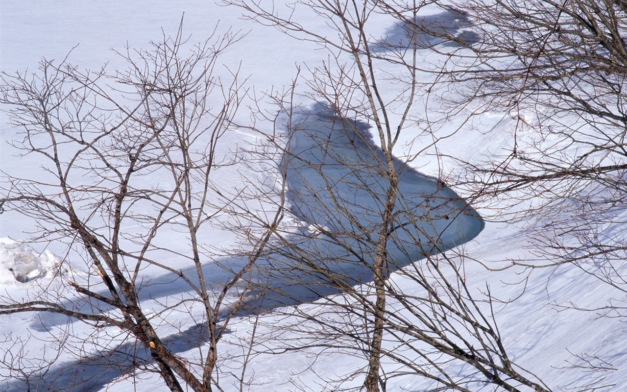 雪の林の壁紙(2) #20 - 1280x800