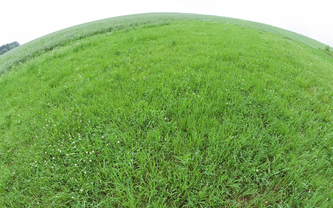 Green Grass fondo de pantalla (1) #11 - 1280x800