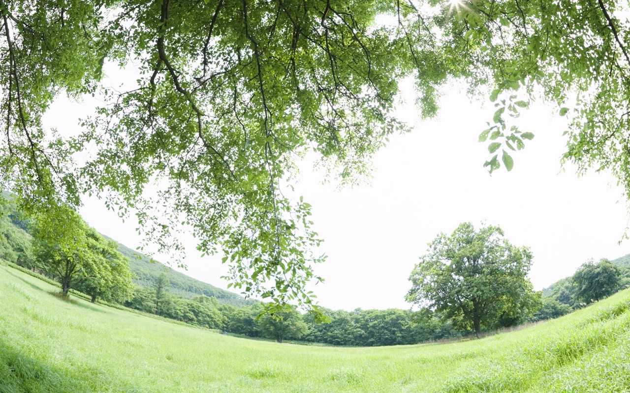 Green Grass wallpaper (1) #20 - 1280x800