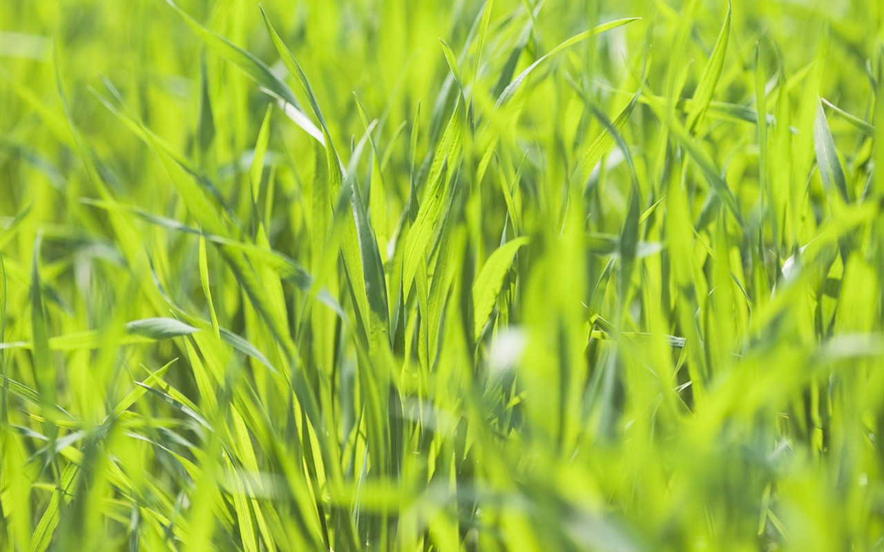 Green Grass wallpaper (2) #2 - 1280x800