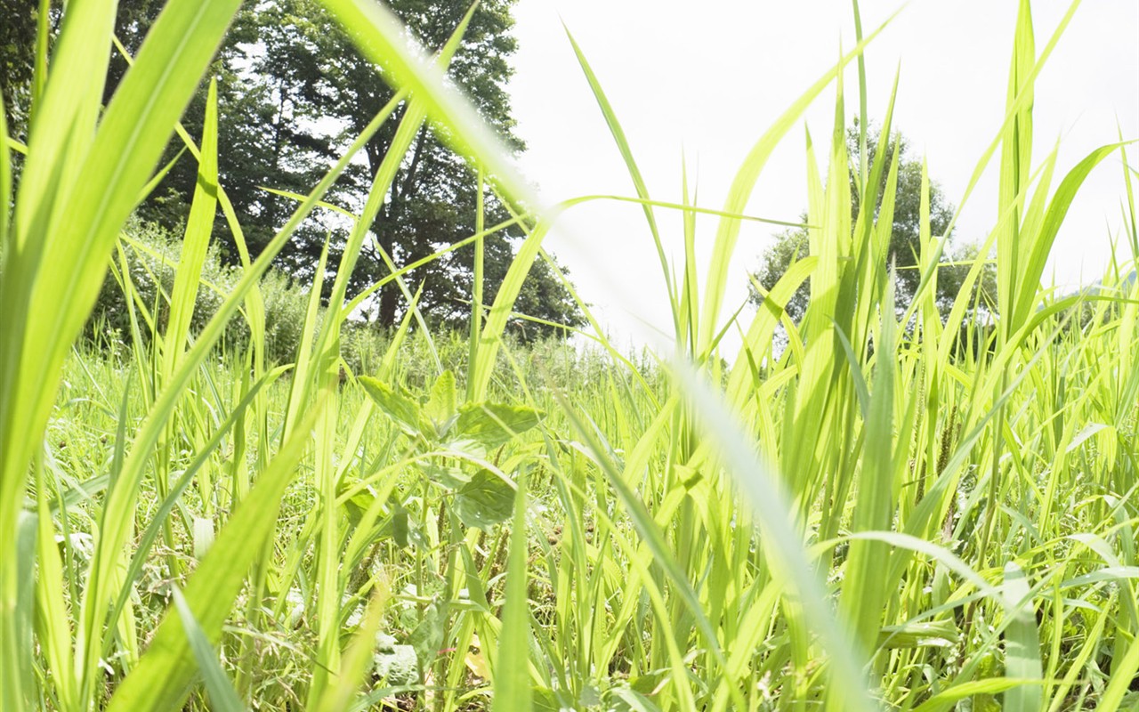 綠色草地(二) #5 - 1280x800