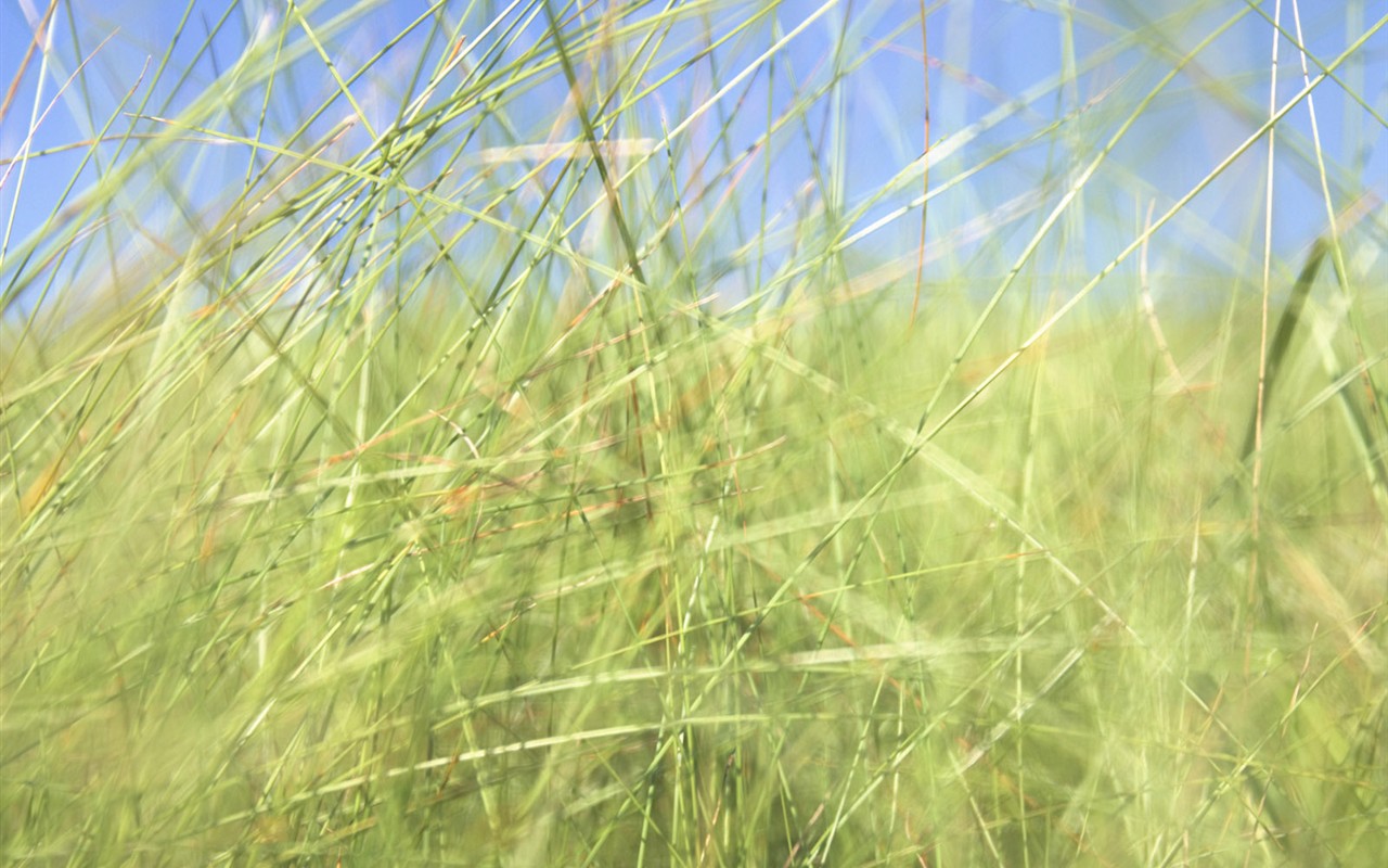 绿色草地(二)12 - 1280x800