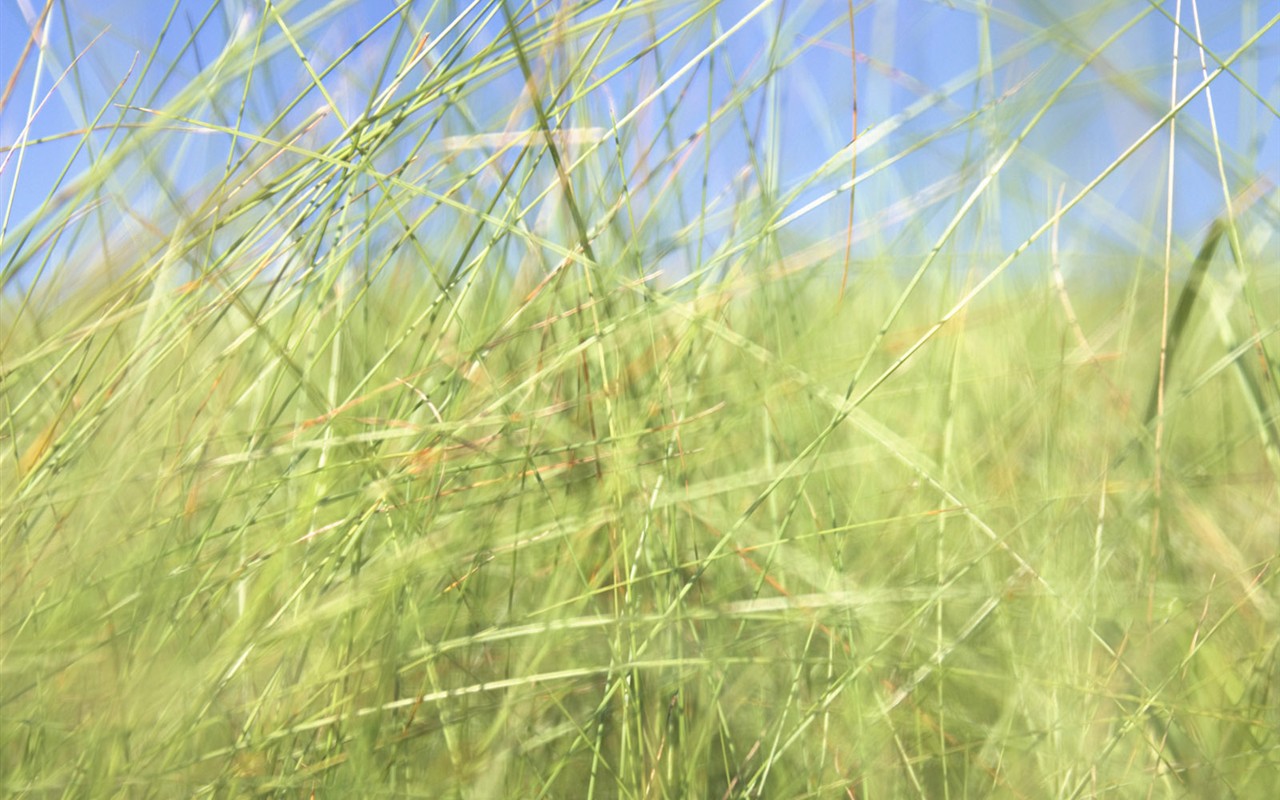 綠色草地(二) #12 - 1280x800
