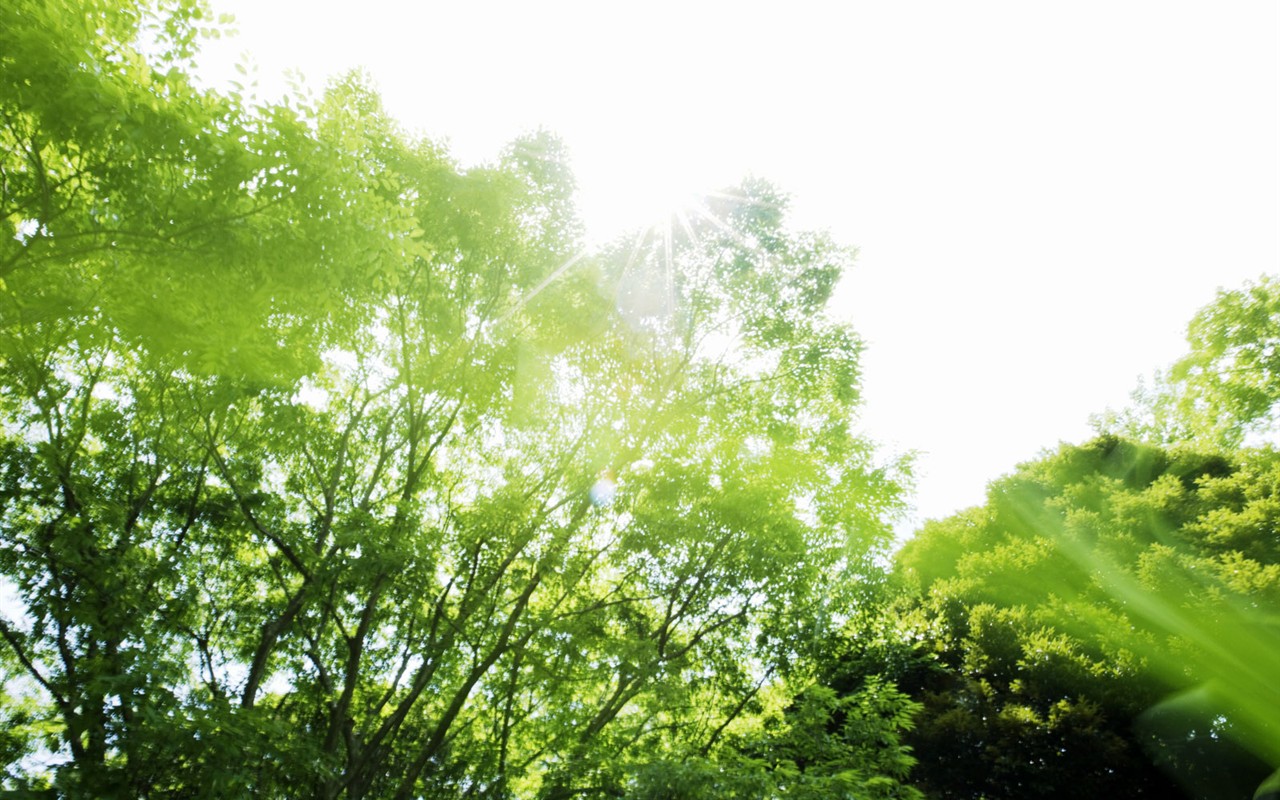 綠色草地(二) #14 - 1280x800